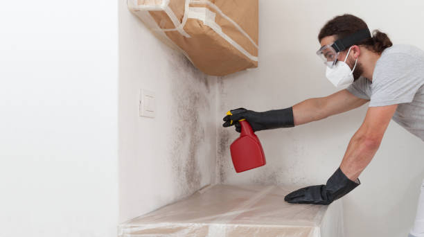 Professional Black Mold Removal technician working in Hamburg, NJ