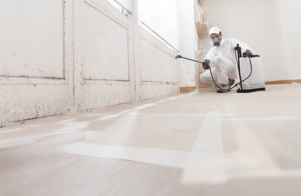 24/7 Emergency Black Mold Removal experts in Hamburg, NJ